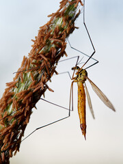 macro photo of a Nephrotoma scurra