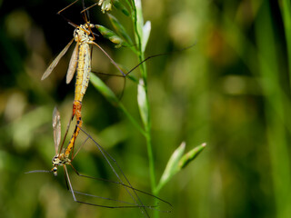 macro photo of  two Nephrotoma scurra