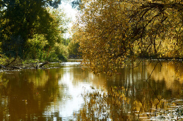 Obraz premium Autumn park with pond or river and weeping willow trees on the shore