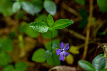 Vinca minor flower growing in field