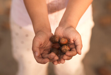 acorns full of children's hands in autumn - Powered by Adobe