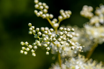 Filipendula vulgaris flower growing in field