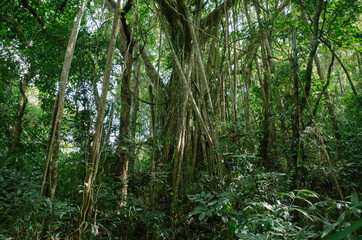 tropical forest in Nanjenshan Forest Dynamics Plot in Taiwan