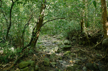 Fototapeta premium tropical forest in Nanjenshan Forest Dynamics Plot in Taiwan