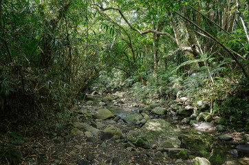 tropical forest in Nanjenshan Forest Dynamics Plot in Taiwan