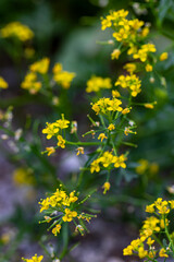 Rorippa amphibia flower growing in field, close up shoot