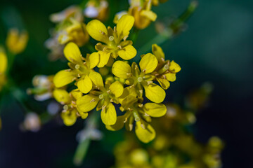 Rorippa amphibia flower growing in field, macro	