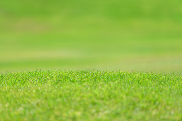 Fototapeta na wymiar Close-up green grass texture background