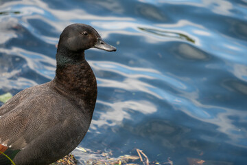 Close Up of Male Paradise Shelduck Beside Lake in New Zealand - selective focus with copy space