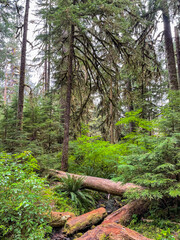 Fototapeta premium Sol Duc Falls