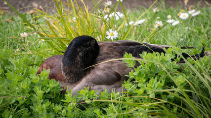 Close Up of Brown Duck Nesting in Grass In a Park