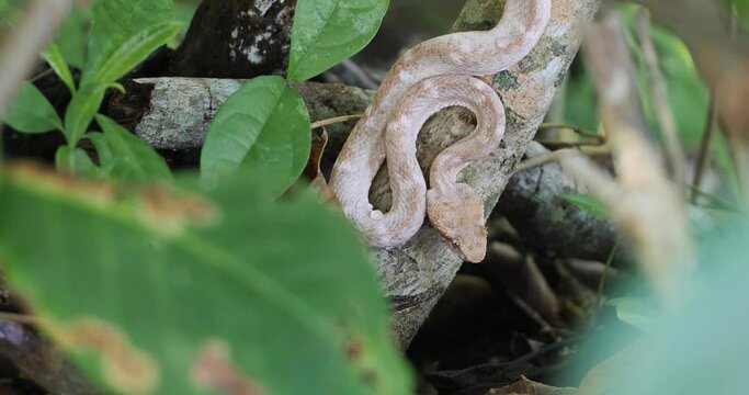 Eyelash Viper, Bothriechis schlegelii, Bocaraca, rare color gray- brownish, medium shot, hunting posse