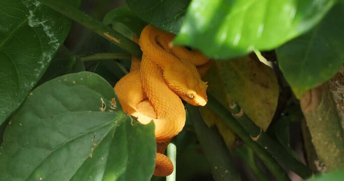 Eyelash Viper, Bothriechis schlegelii, Bocaraca, oropel, in hunting posse