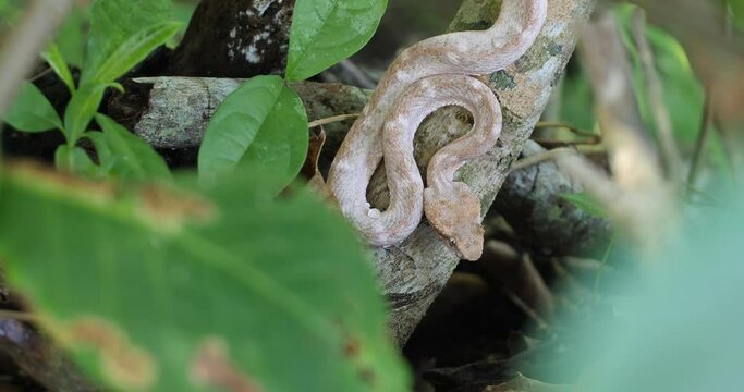 Eyelash Viper, Bothriechis schlegelii, Bocaraca, color gray- brownish, open angle