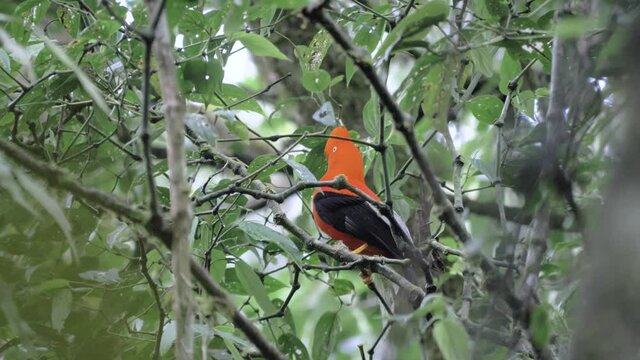 Rupiocola peruvianus, cock of the rocks dancing in the jungle