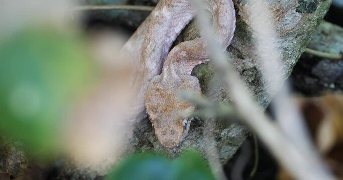 Eyelash Viper, Bothriechis schlegelii, Bocaraca, color gray- brownish, closeup, second angle
