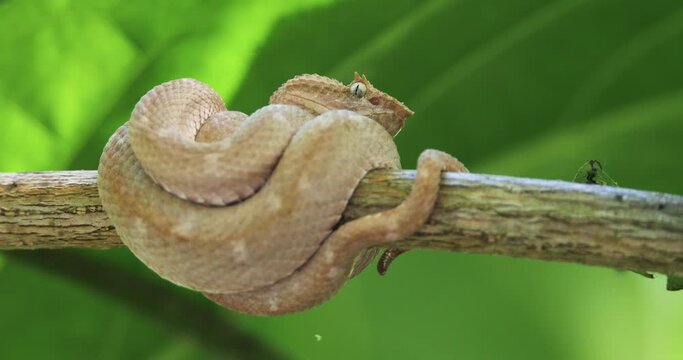 Eyelash Viper, Bothriechis schlegelii, Bocaraca, pink and golden color