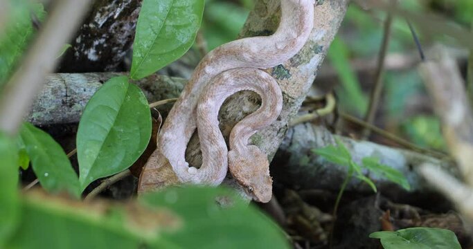 Eyelash Viper, Bothriechis schlegelii, Bocaraca, color gray- brownish, hunting posse