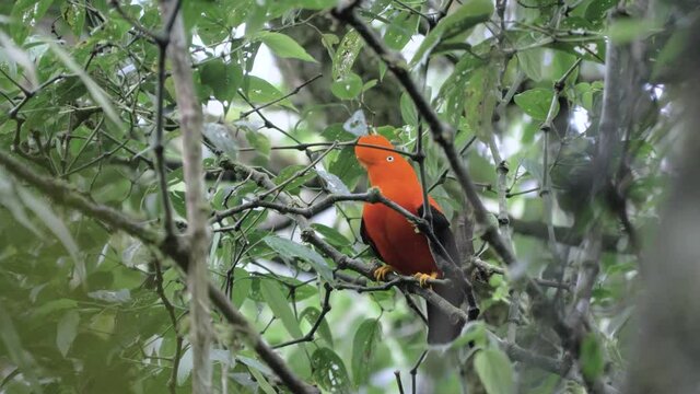 Rupiocola peruvianus, cock of the rocks dancing in the forest of the peruvian andes