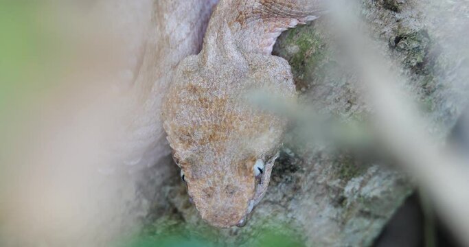 Eyelash Viper, Bothriechis schlegelii, Bocaraca, color gray- brownish, extreme closeup