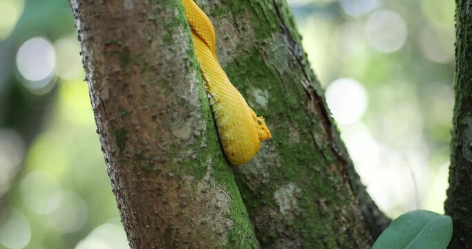 Eyelash Viper, Bothriechis schlegelii, Bocaraca, yellow color, male oropel, medium shot