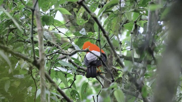Wild Tunki, cock of the rocks in a lek session, rupicola peruvianus