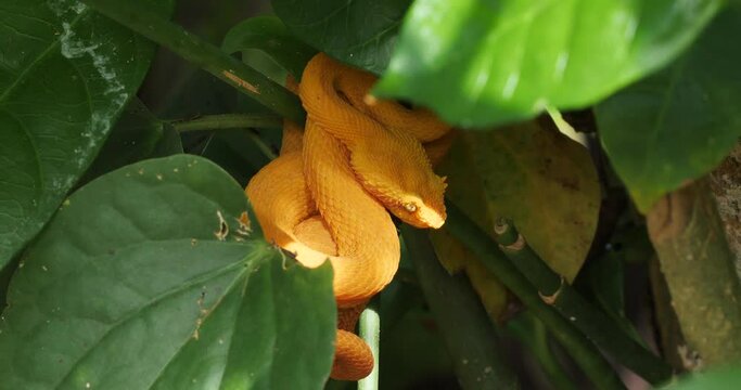 Eyelash Viper, Bothriechis schlegelii, Bocaraca, oropel, good light