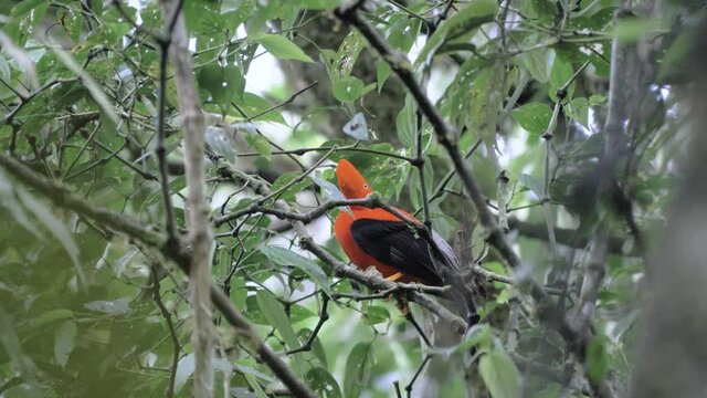 Andean cock of the rock, Rupicola peruvianus, tunki, dancing and jumping