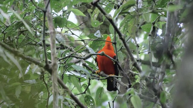 Curious tunki, cock of the rocks, rupiocola peruvianus, real wildlife