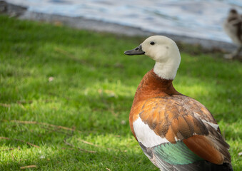 Close Up Female Paradise Shelduck in Park by Lake - selective focus with copy space