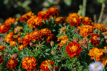 Beautiful orange flowers in a flower bed. Tagetes is a genus of