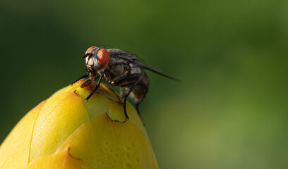 Close up or Macro flies are climbing on a part of the flower bud. The red-eyed fly has full body hair.
