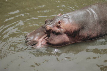 Fototapeta premium Hippopotamus in the water. African Hippopotamus, Hippopotamus amphibius capensis, animal in water.