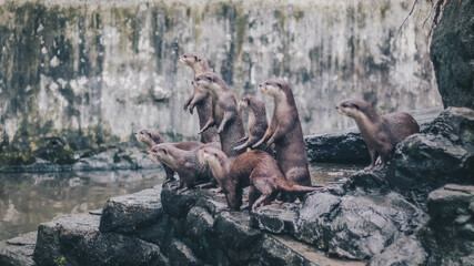 Oriental small-clawed otter (Amblonyx cinereus), also known as the Asian small-clawed otter standing together with their group.