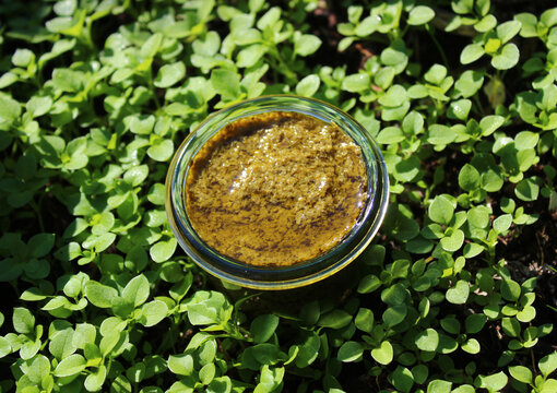 Vogelmierenpesto