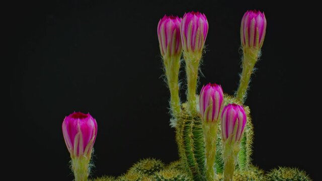 4K  Time lapse Dark pink or light red many flowers of a cactus or cacti. Clump of cactus in a small pot. Greenhouses to raise plants in houses. shooting in the studio Black background.