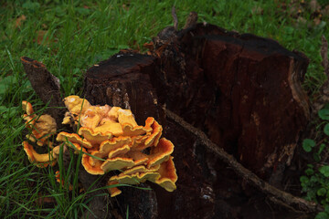 Laetiporus sulphureus growing on rotten tree stump in forest. France. Known also as...