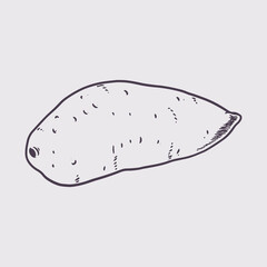Sweet potato Hand drawn ink sketch organic food farm. Engraved image of vegetables isolated on the white background. eco fresh food illustration
