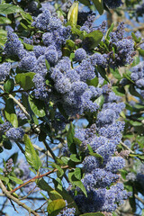 Ceanothus