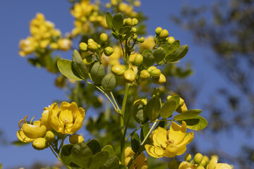 Cassia corymbosa