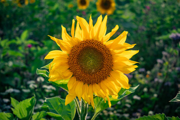 sunflowers on the field in sunshine