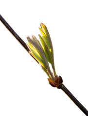 Green spring fresh leaves isolated on white