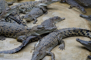Crocodiles on a farm in Thailand