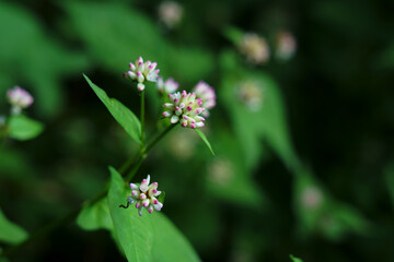 水辺に可愛い花を咲かせるミゾソバ