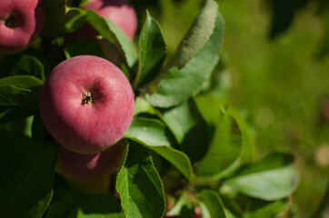 Big red apple hanging on the tree in the garden