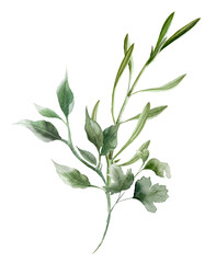 Watercolor greenery. Green floral. Eucalyptus leaves, wedding bouquet. Branches, twigs, foliage for elegant card and invitation