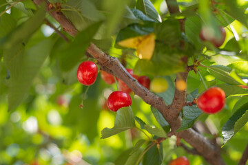 Unripe cherries on the Spring Branch. yellow and slightly reddened. Selective Focus Cherry