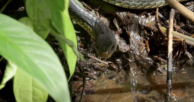 Yellow-spotted Sipos, snakes Chironius flavopictus, yawn open mouth, savanes, whip snake