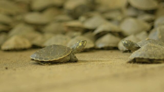 Babes Yellow spotted river turtle, Podocnemis unifilis, conservation program