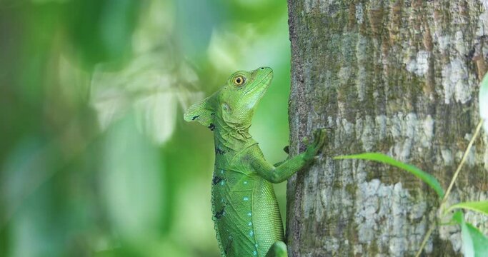 Green Basilisk Lizard, Basiliscus plumifrons, Jesus Christ lizard, eyes focus detail.